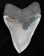 Massive Megalodon Tooth - A Beauty #12005-2